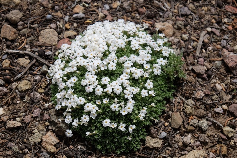 Grayleaf Phlox photo 7