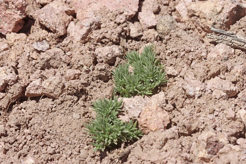 Phlox griseola subsp. griseola