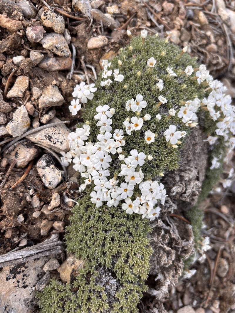 Phlox griseola subsp. tumulosa