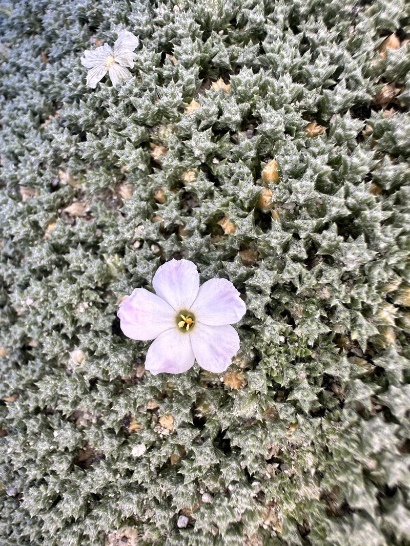 Phlox griseola subsp. tumulosa photo 4