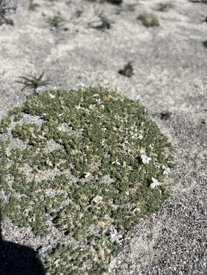 Phlox griseola subsp. tumulosa photo 5
