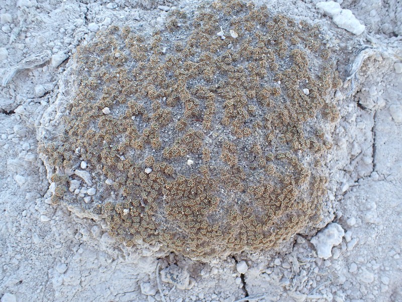 Phlox griseola subsp. tumulosa photo 6