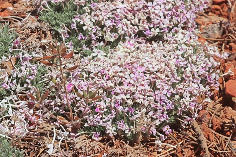 Phlox griseola subsp. tumulosa photo 7