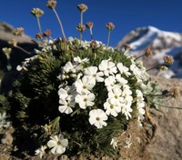 Henderson's Phlox