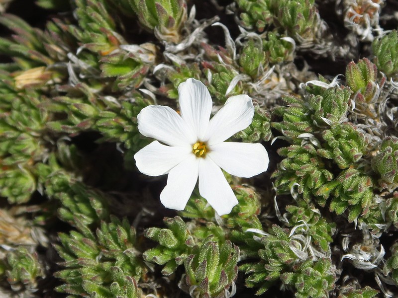 Henderson's Phlox photo 2