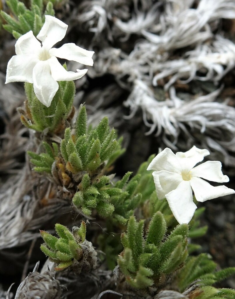 Henderson's Phlox photo 3