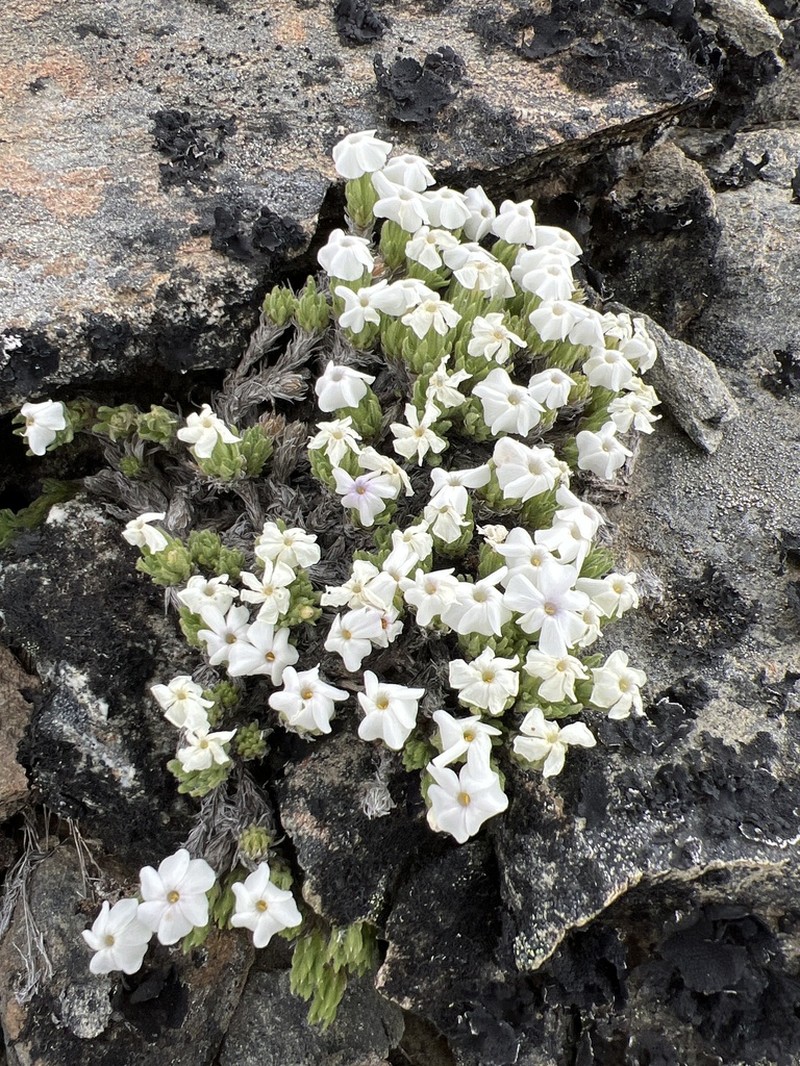 Henderson's Phlox photo 5