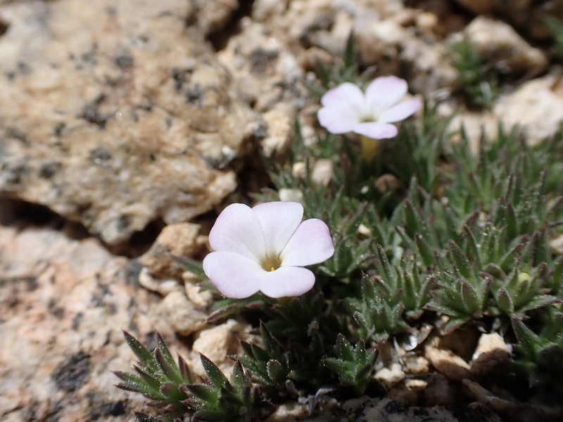 Henderson's Phlox photo 8