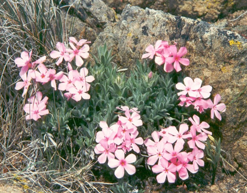Yreka Phlox