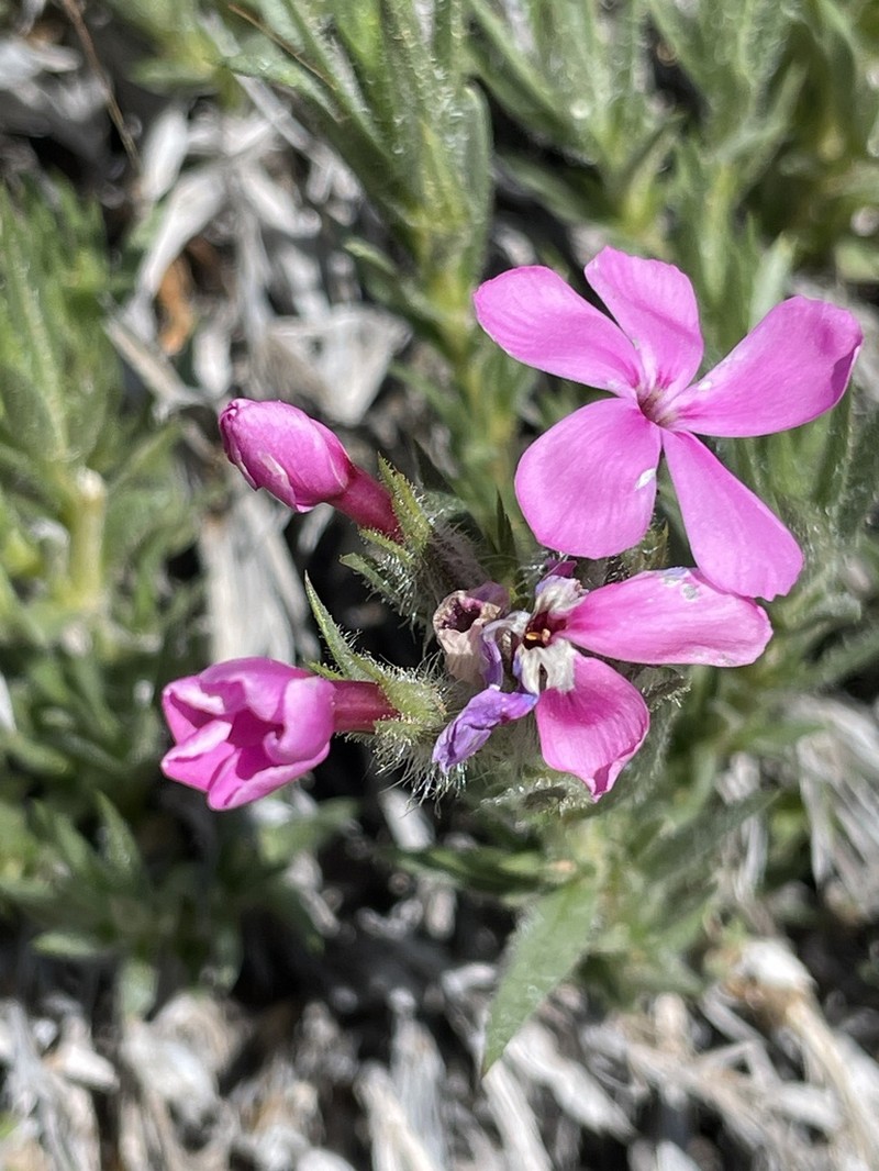 Yreka Phlox photo 3