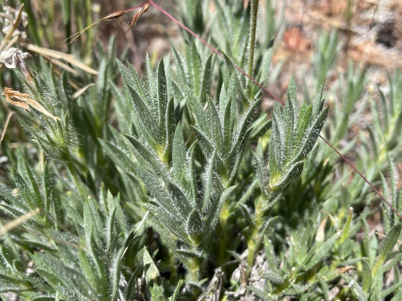 Yreka Phlox photo 4