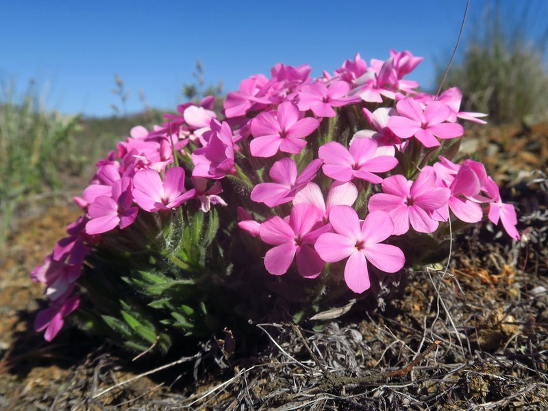 Yreka Phlox photo 5