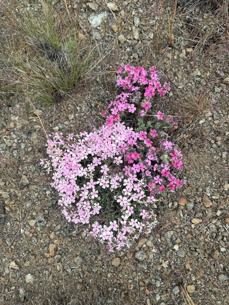 Yreka Phlox photo 6