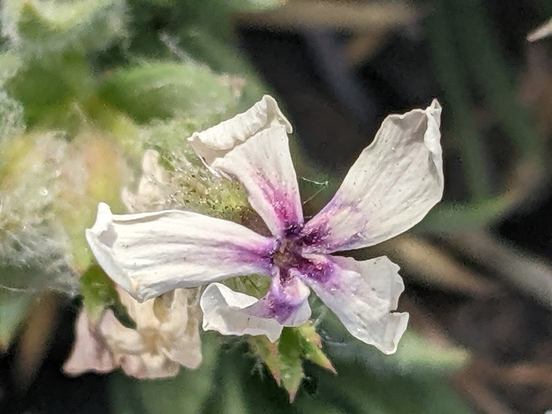 Yreka Phlox photo 7