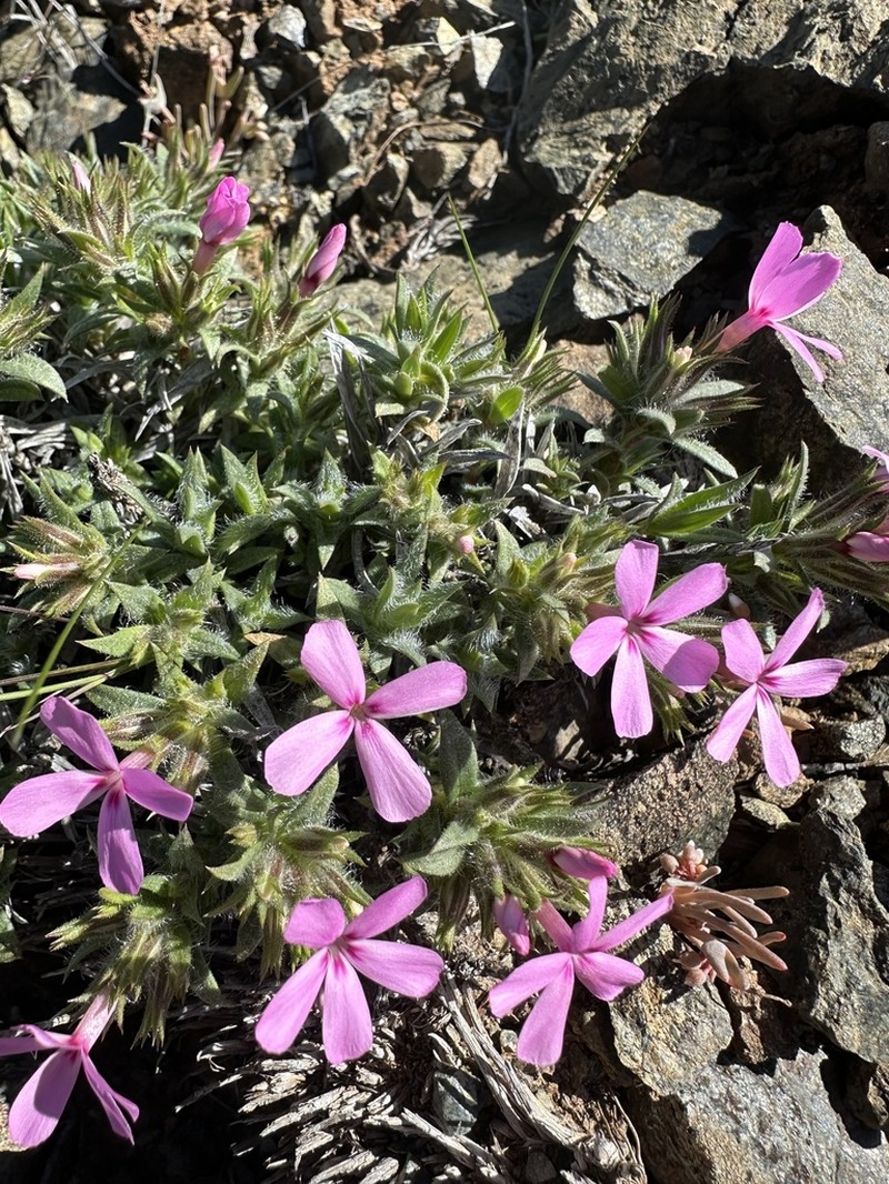 Yreka Phlox photo 8
