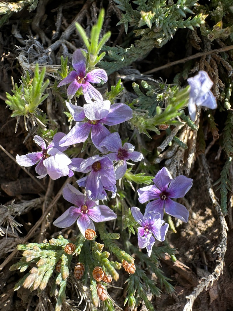 Spiny Phlox photo 3