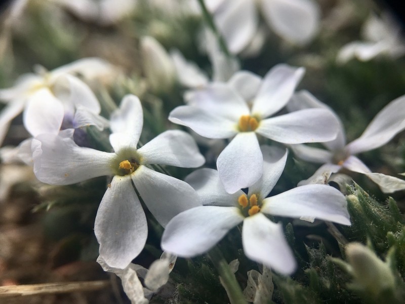 Spiny Phlox photo 5