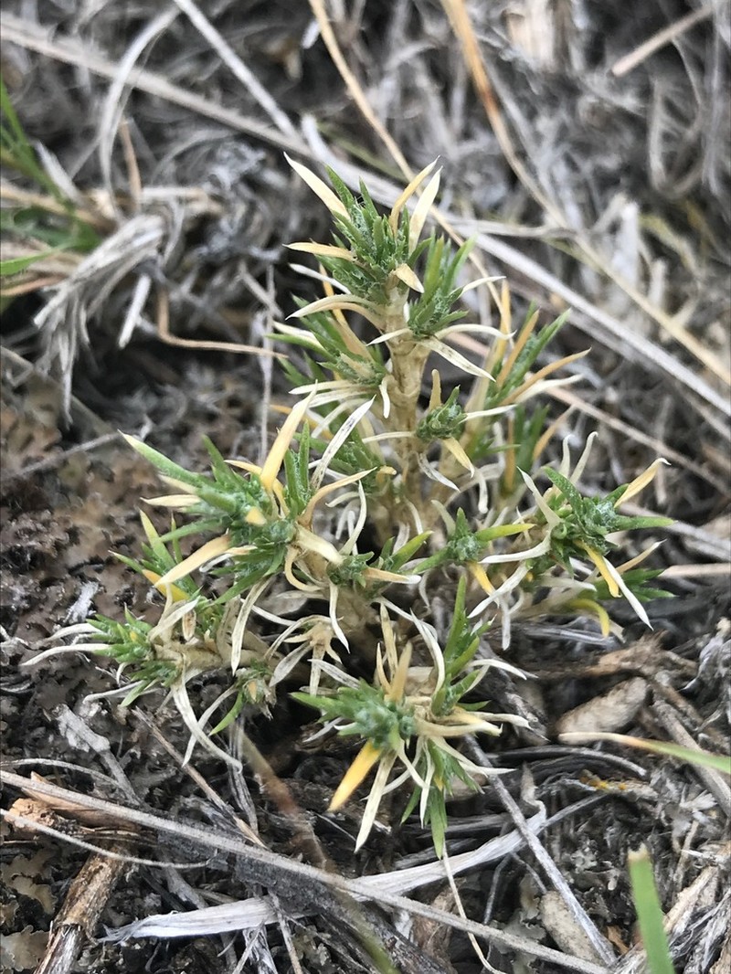 Spiny Phlox photo 6