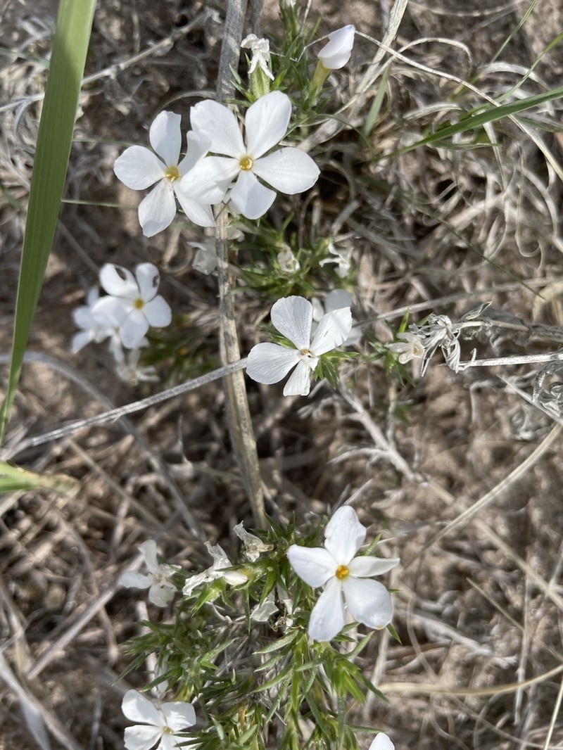 Spiny Phlox photo 7
