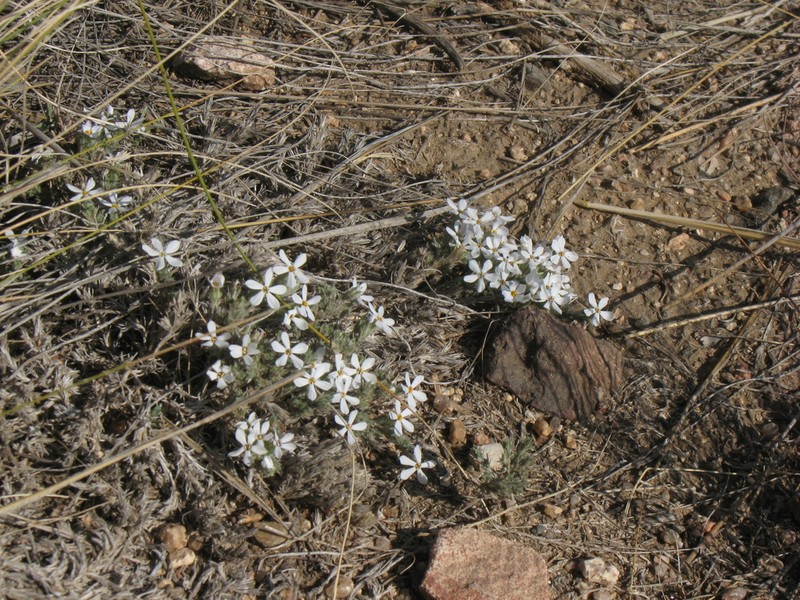 Spiny Phlox photo 8