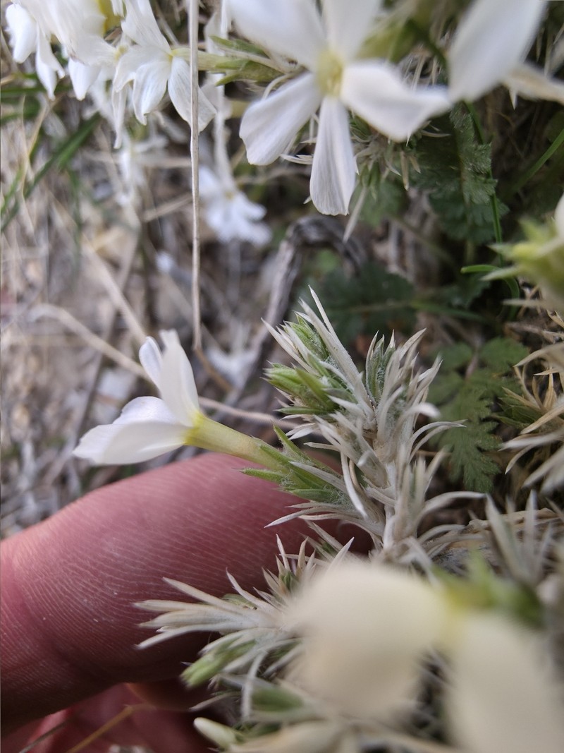 Phlox hoodii subsp. canescens