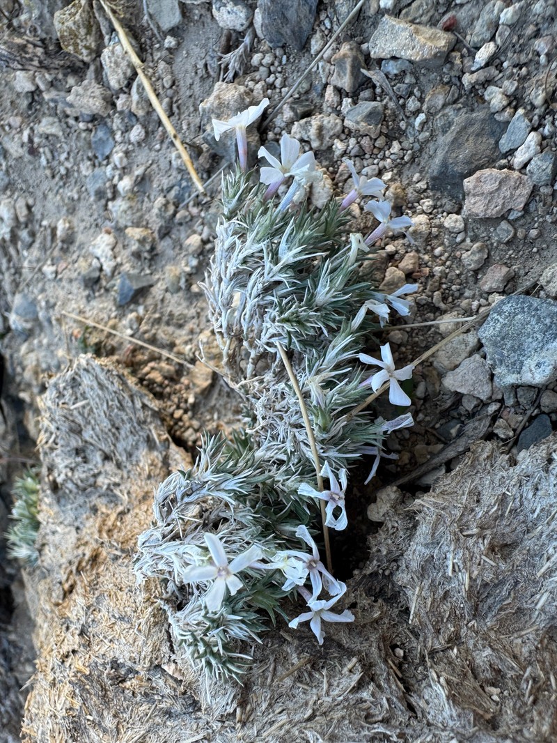 Phlox hoodii subsp. canescens photo 2