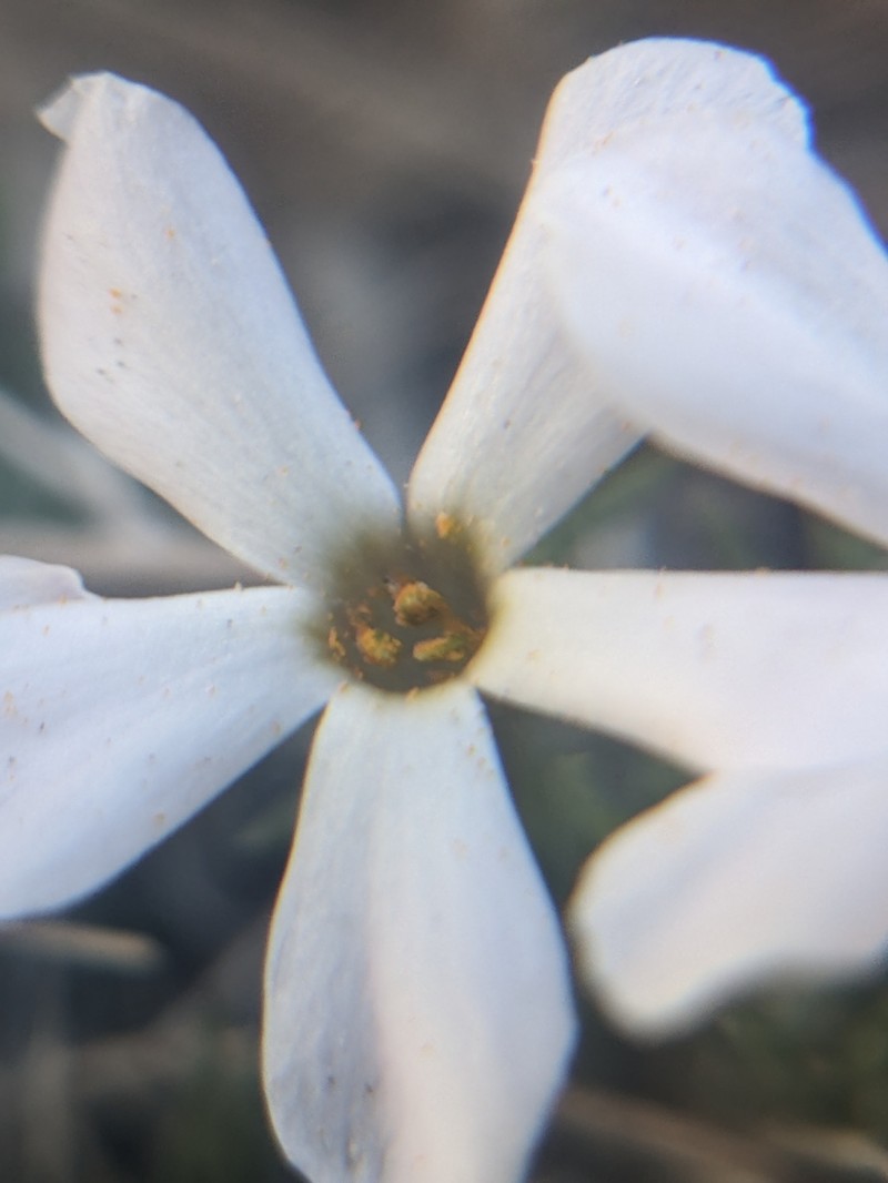 Phlox hoodii subsp. canescens photo 3