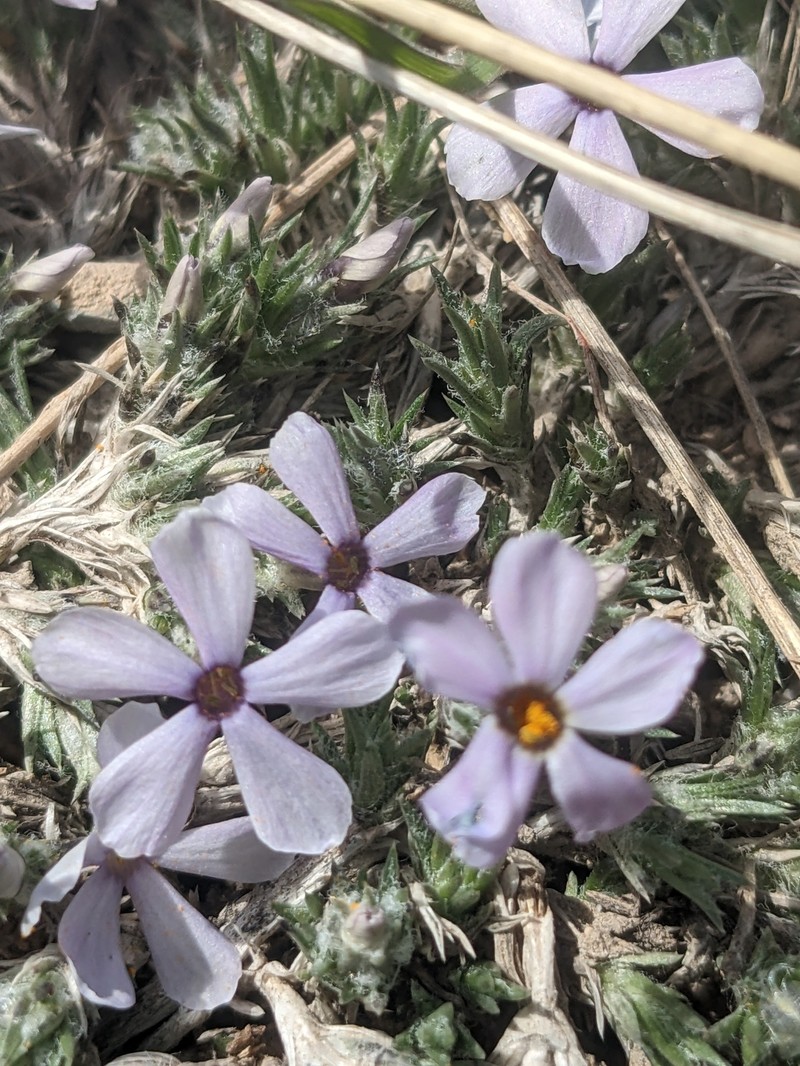 Phlox hoodii subsp. canescens photo 4