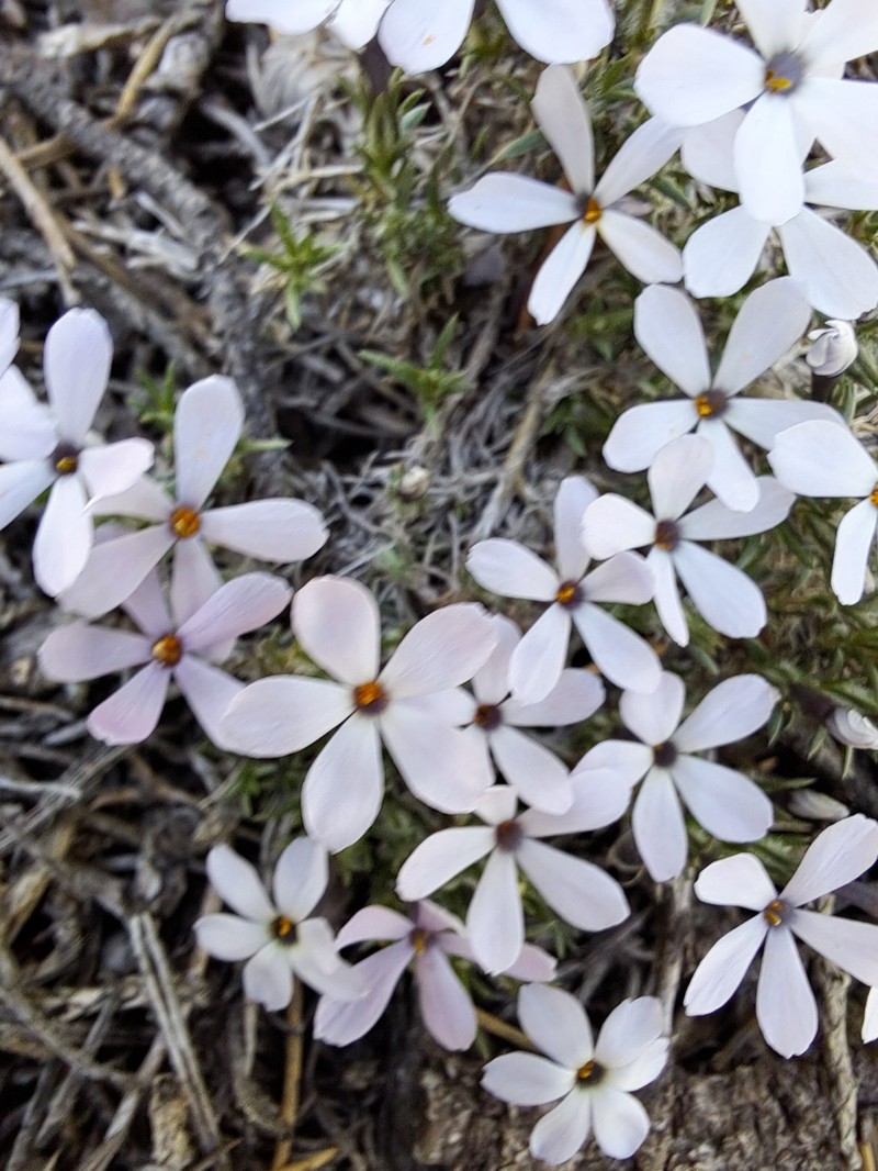 Phlox hoodii subsp. canescens photo 5