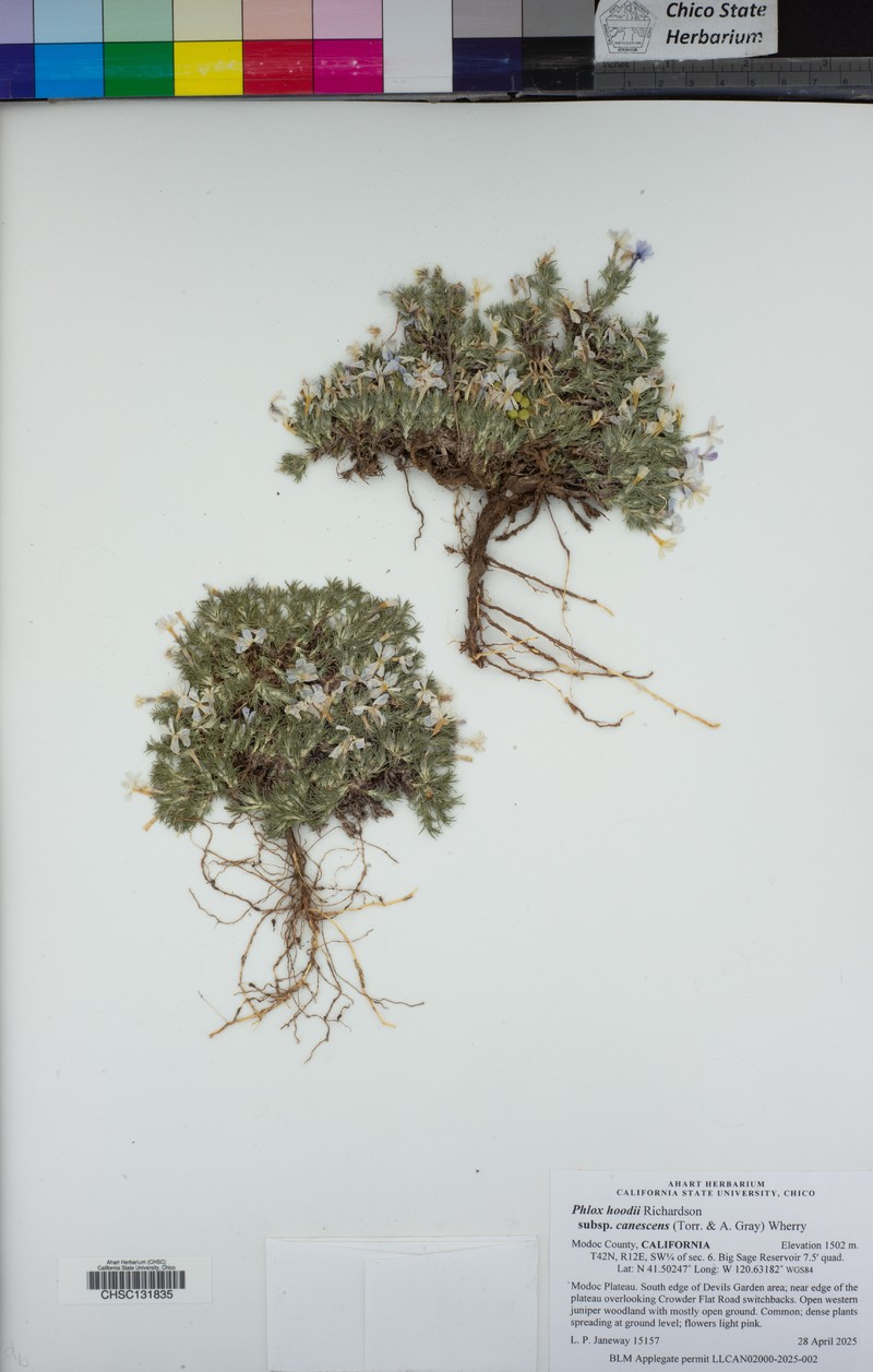 Phlox hoodii subsp. canescens photo 6