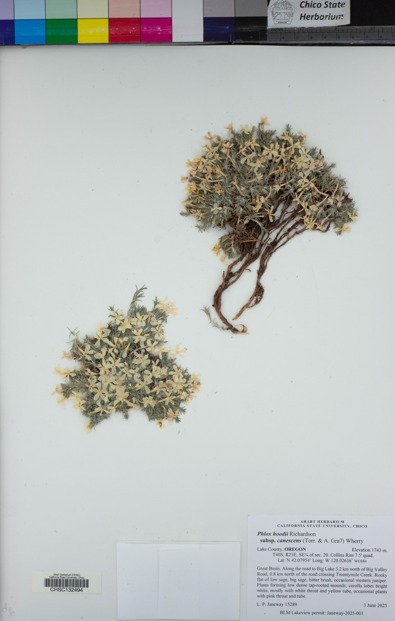 Phlox hoodii subsp. canescens photo 8