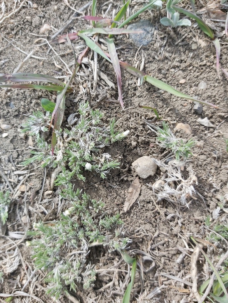 Phlox hoodii subsp. hoodii