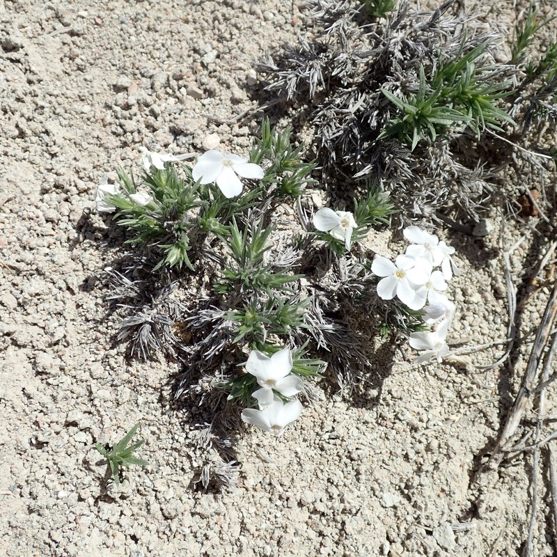 Phlox hoodii subsp. hoodii photo 2
