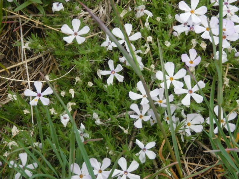 Phlox hoodii subsp. hoodii photo 3