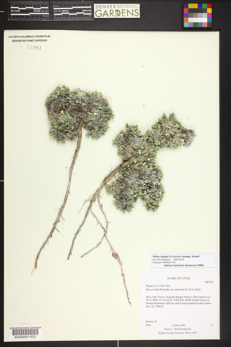 Phlox hoodii subsp. hoodii photo 4