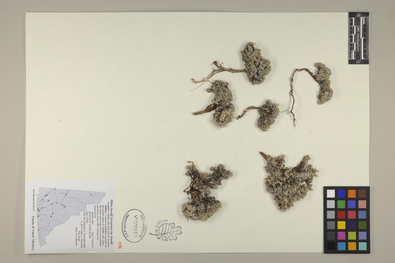 Phlox hoodii subsp. hoodii photo 5