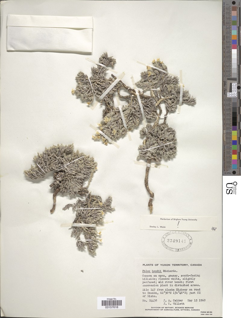 Phlox hoodii subsp. hoodii photo 6