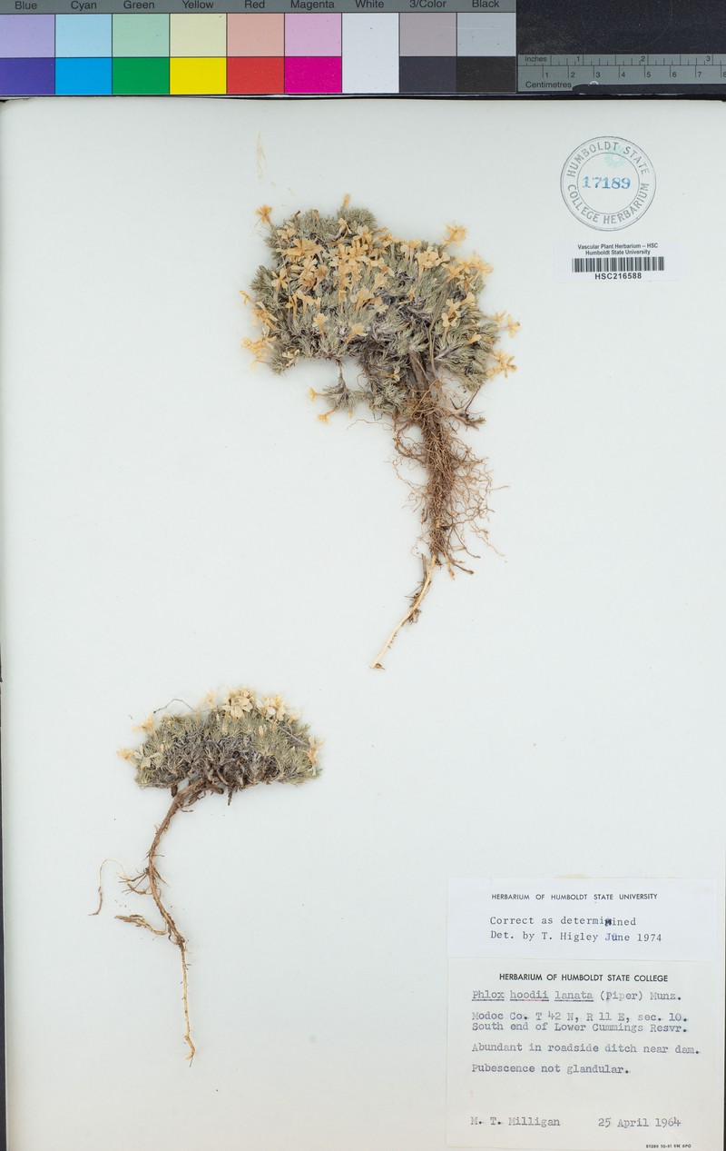 Phlox hoodii subsp. lanata