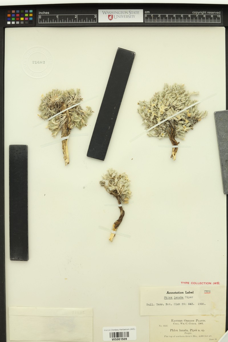 Phlox hoodii subsp. lanata photo 2
