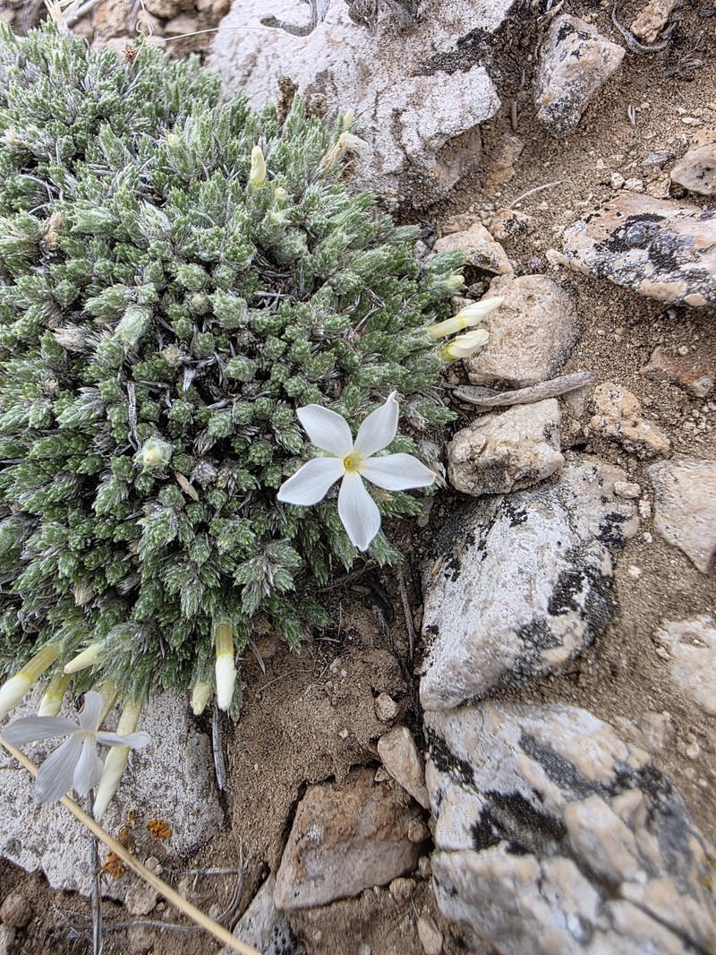 Phlox hoodii subsp. muscoides photo 2