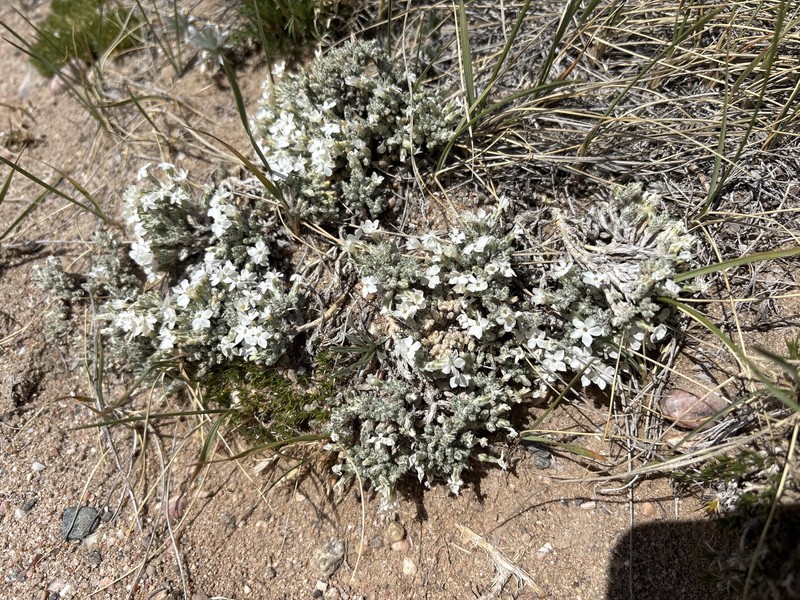Phlox hoodii subsp. muscoides photo 3