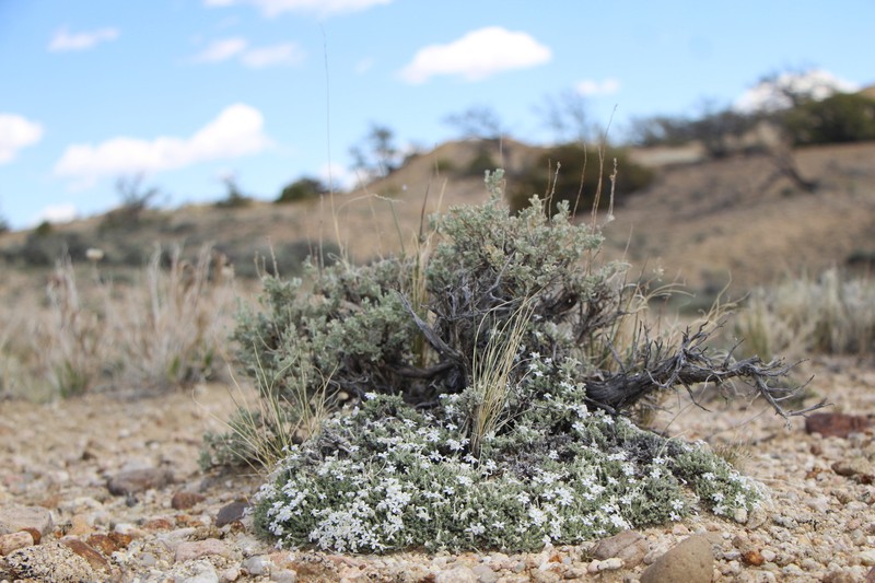 Phlox hoodii subsp. muscoides photo 4