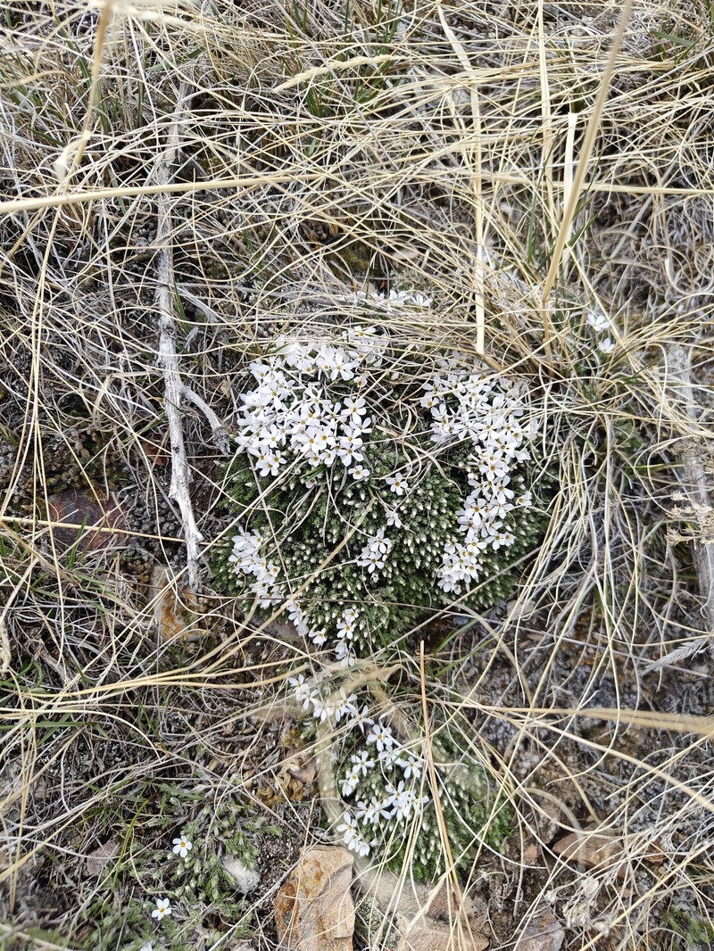 Phlox hoodii subsp. muscoides photo 5