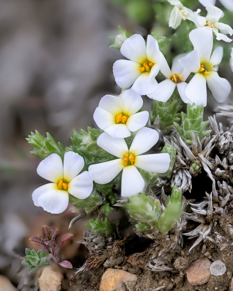 Phlox hoodii subsp. muscoides photo 6