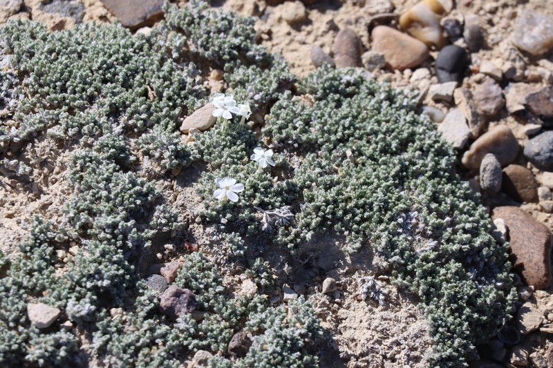 Phlox hoodii subsp. muscoides photo 7