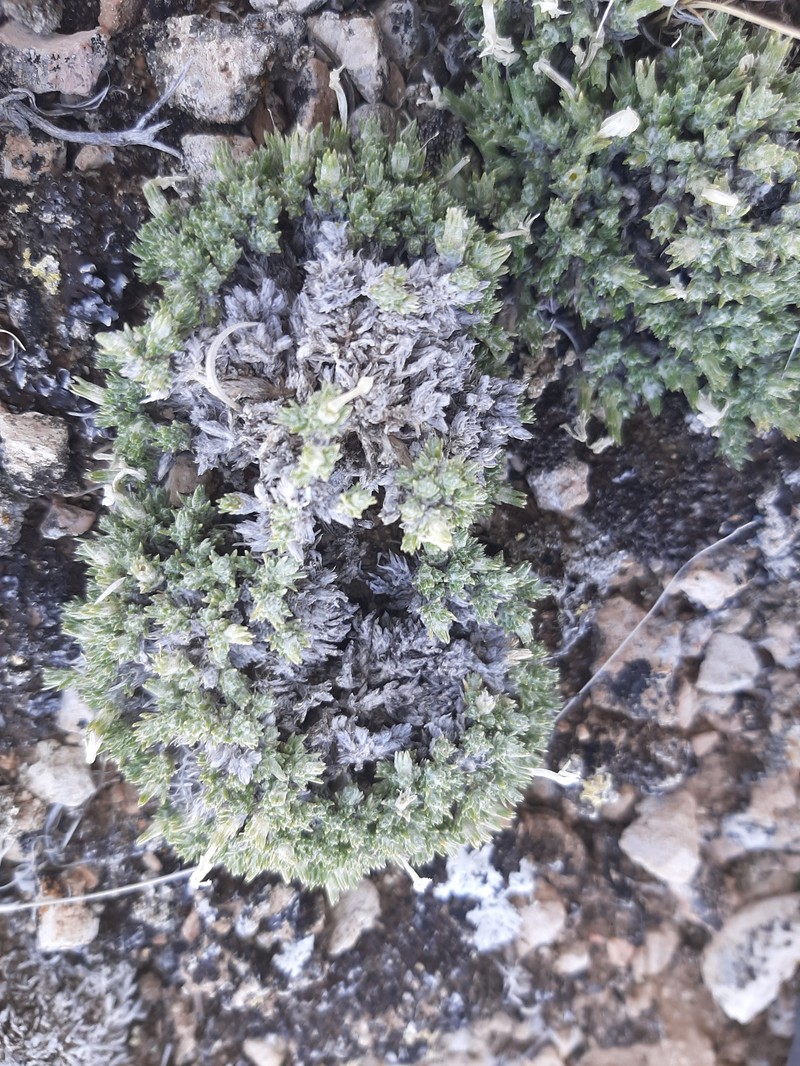 Phlox hoodii subsp. muscoides photo 8