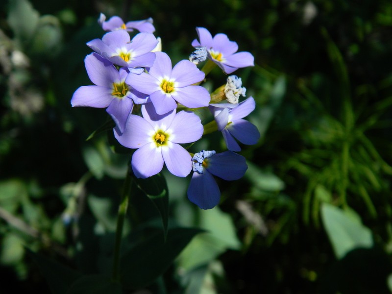 Clearwater Phlox