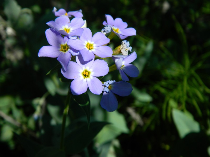 Clearwater Phlox photo 3