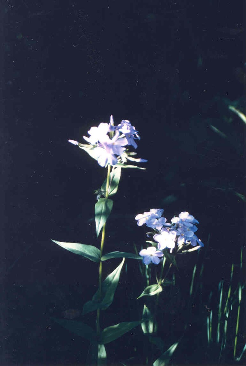 Clearwater Phlox photo 4