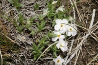 Kelsey's Phlox